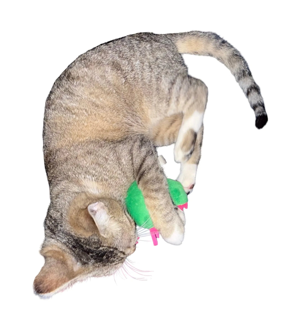 Cactus de Peluche Sonriente para Gatos