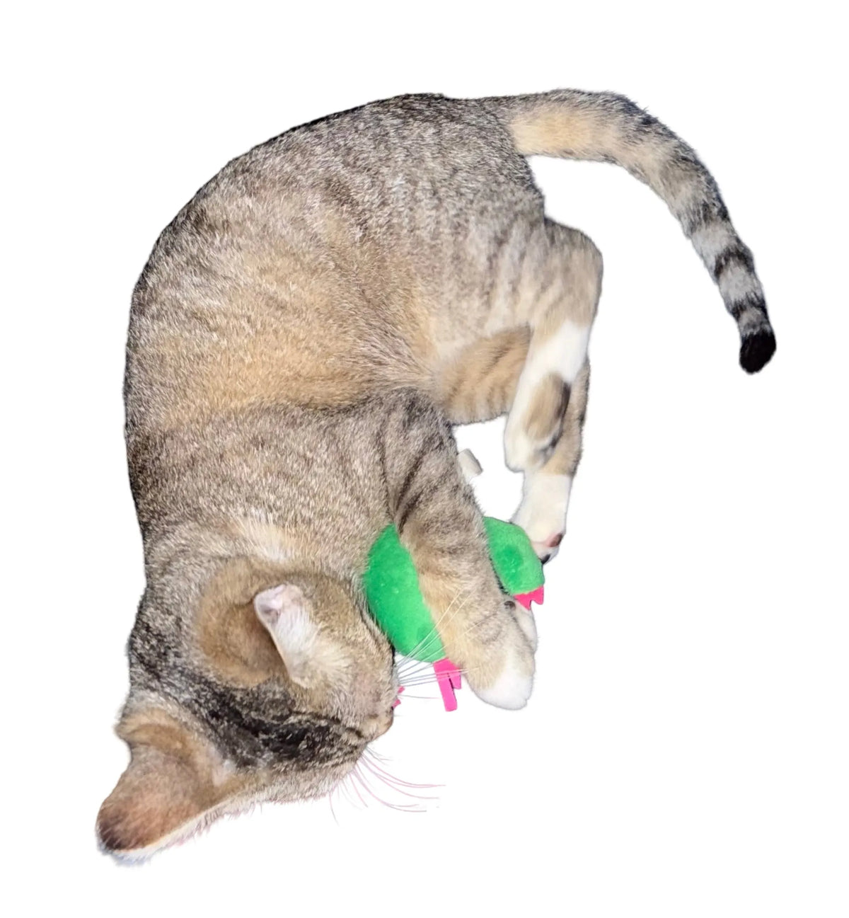 Cactus de Peluche Sonriente para Gatos