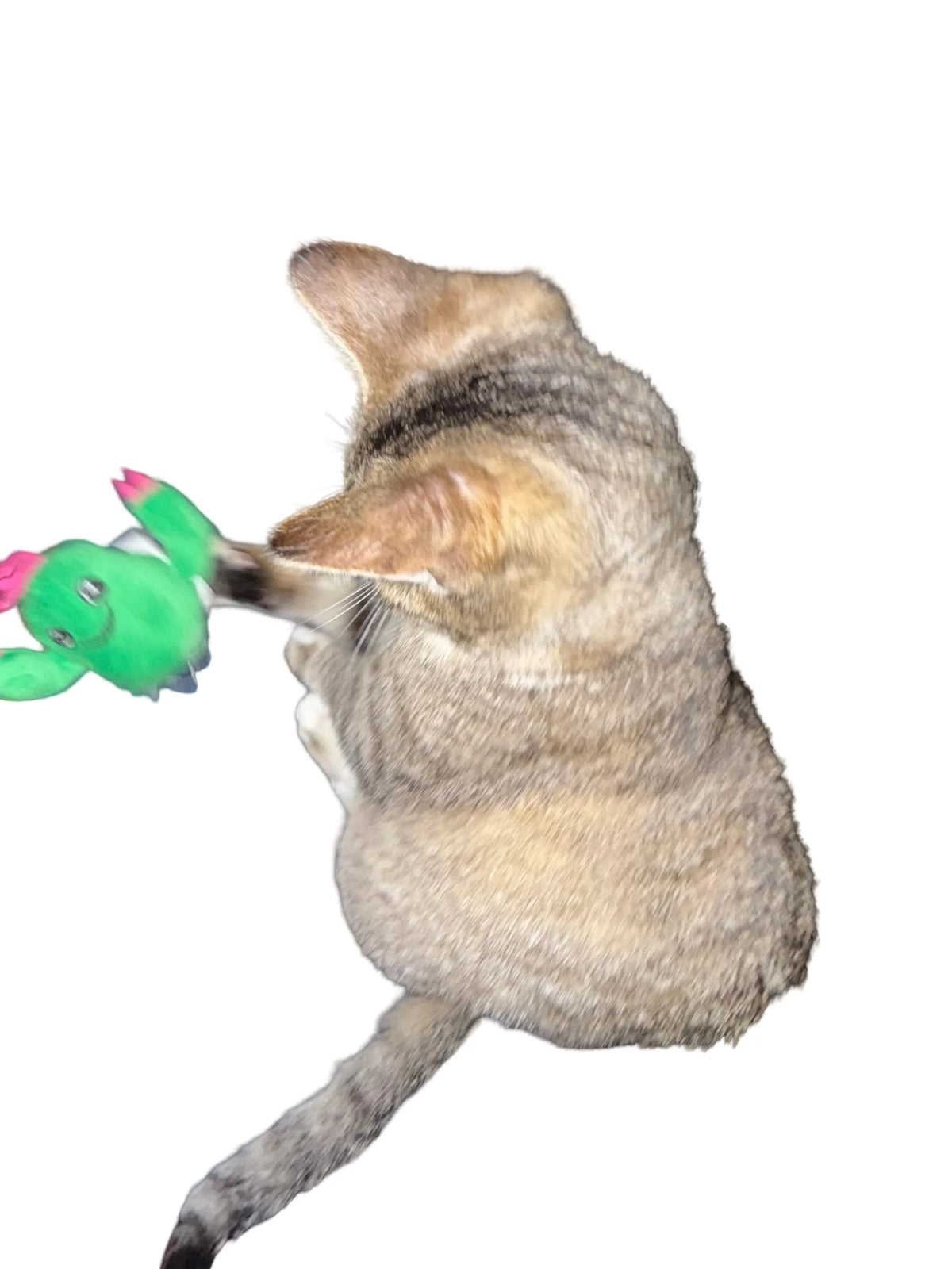 Cactus de Peluche Sonriente para Gatos