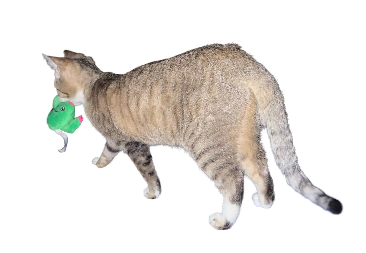 Cactus de Peluche Sonriente para Gatos