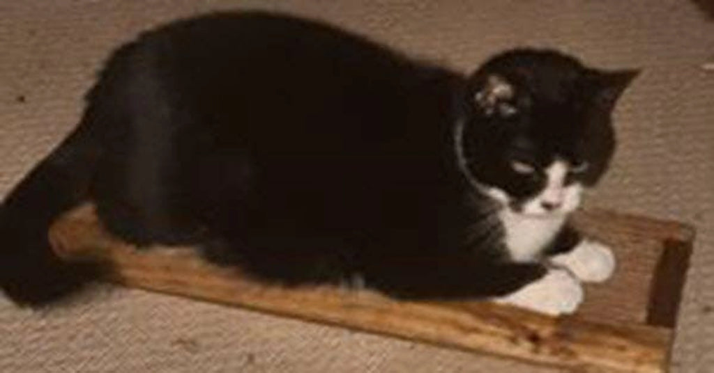 Rascador de Madera con Catnip