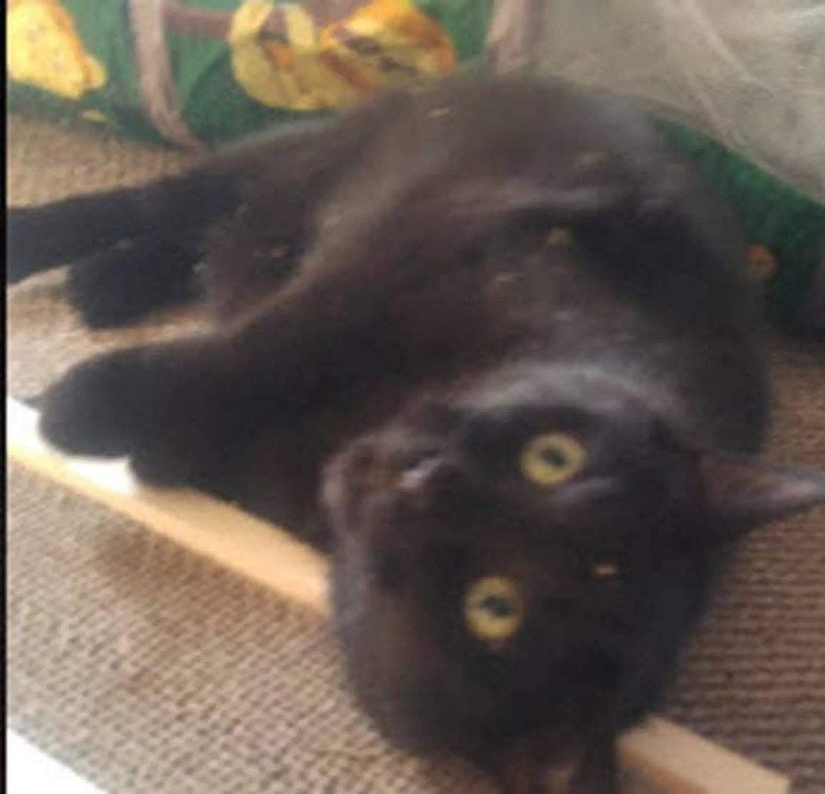 Rascador de Madera con Catnip