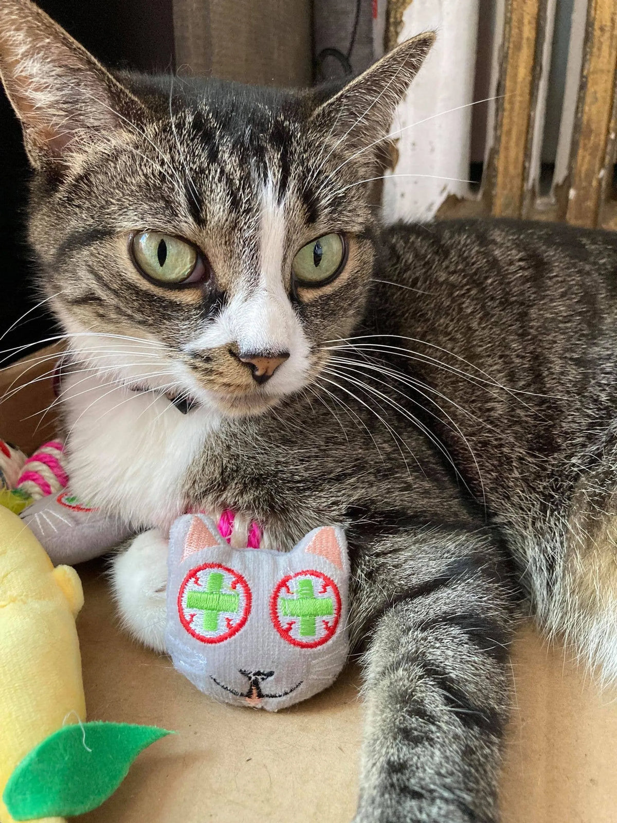 Juguetes con Catnip: Aguacate, Guineo y Soga de Sisal
