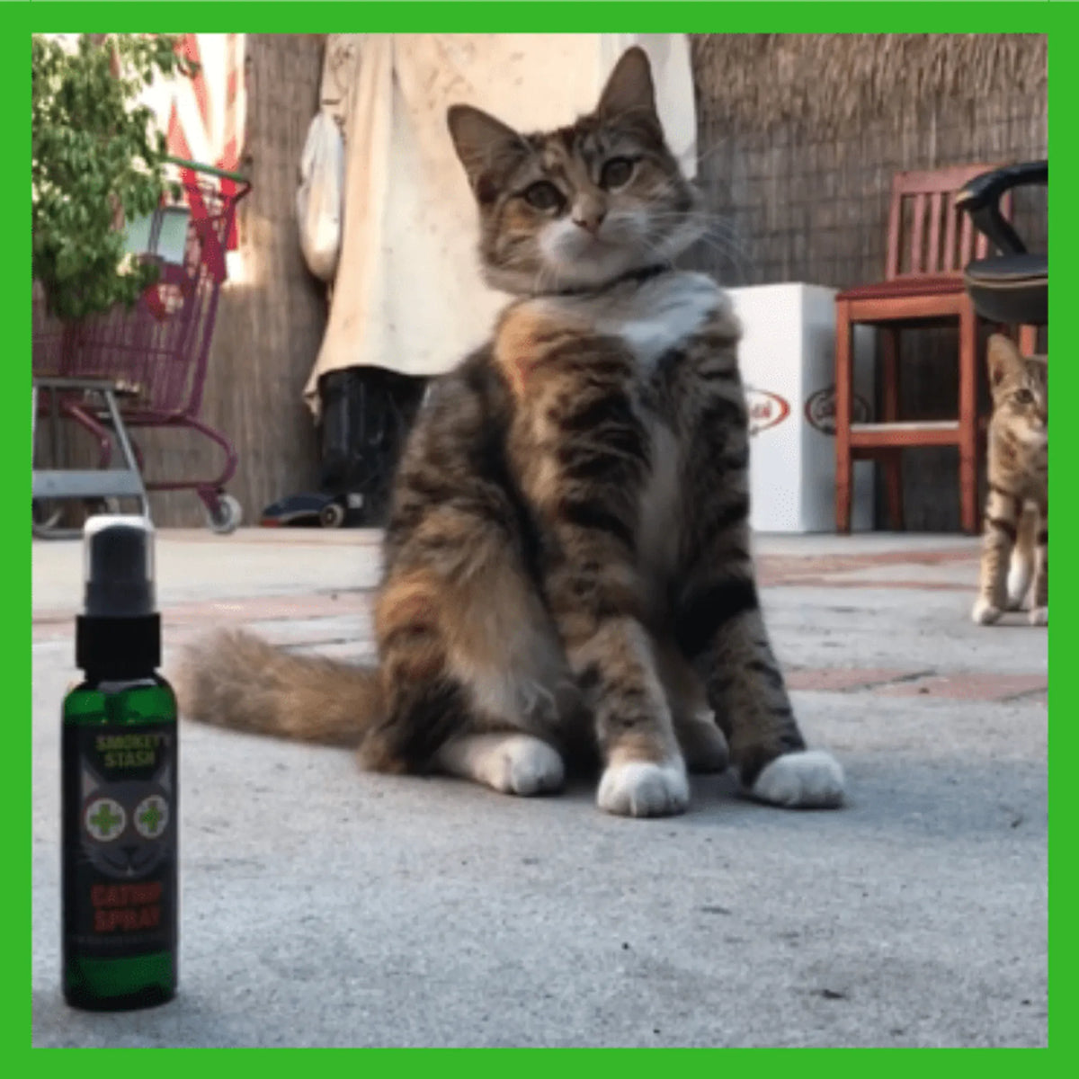 Spray de Catnip Orgánico (2 oz)