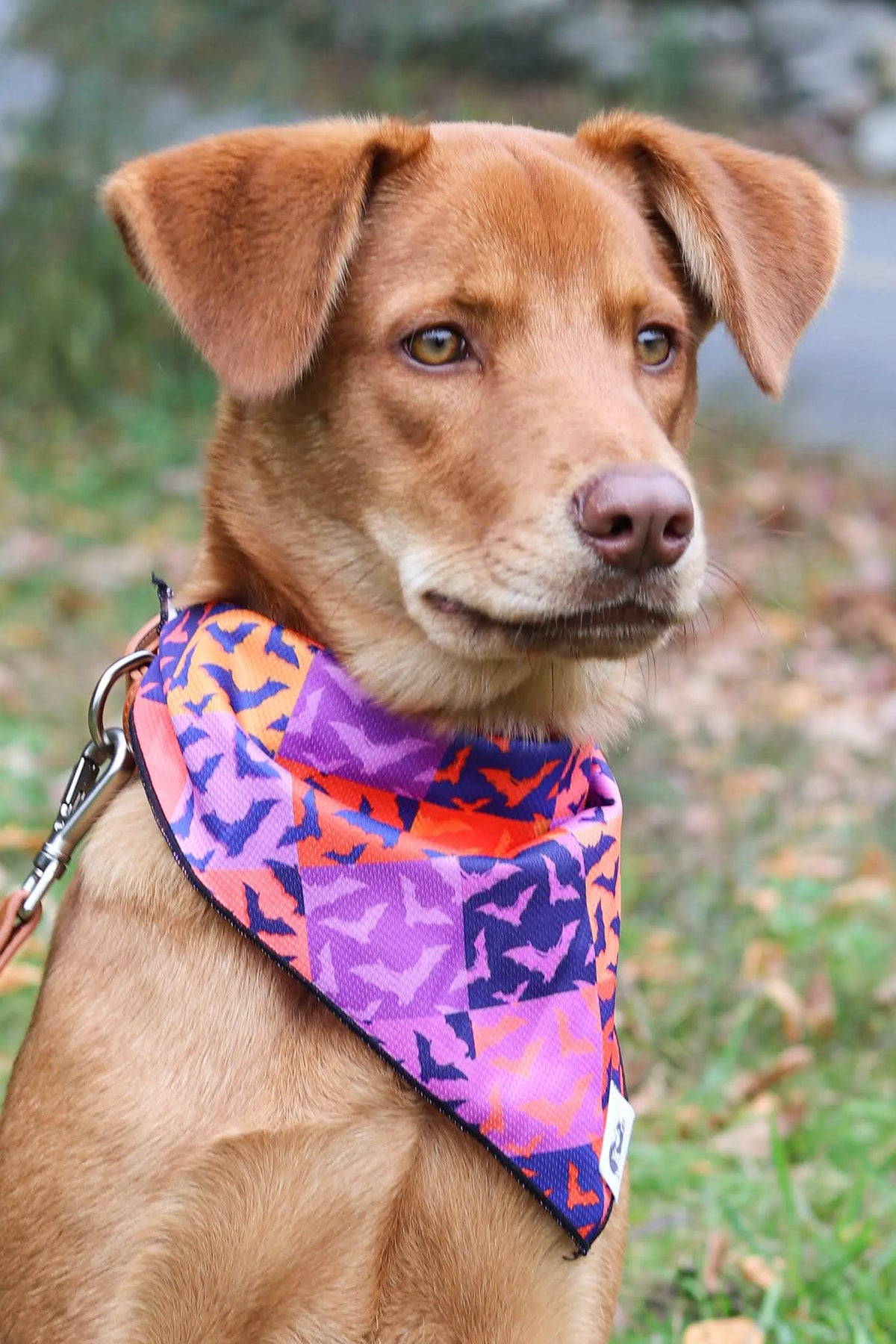 Bandana de Halloween de Murciélagos