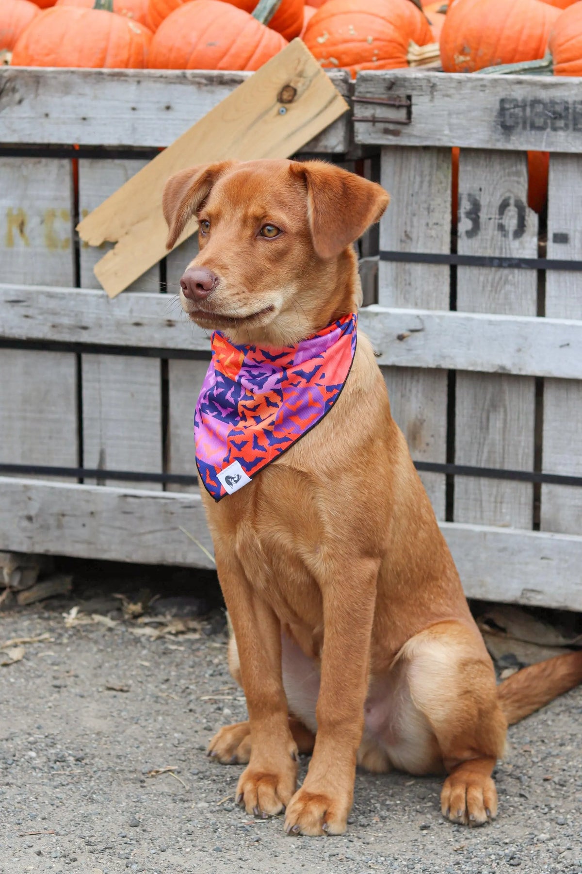 Bandana de Halloween de Murciélagos