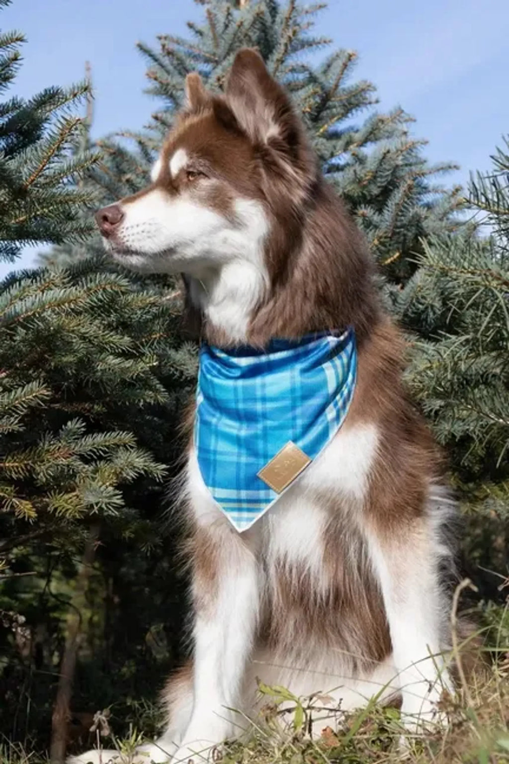 Bandana a Cuadros Azul Pino – Pawtique