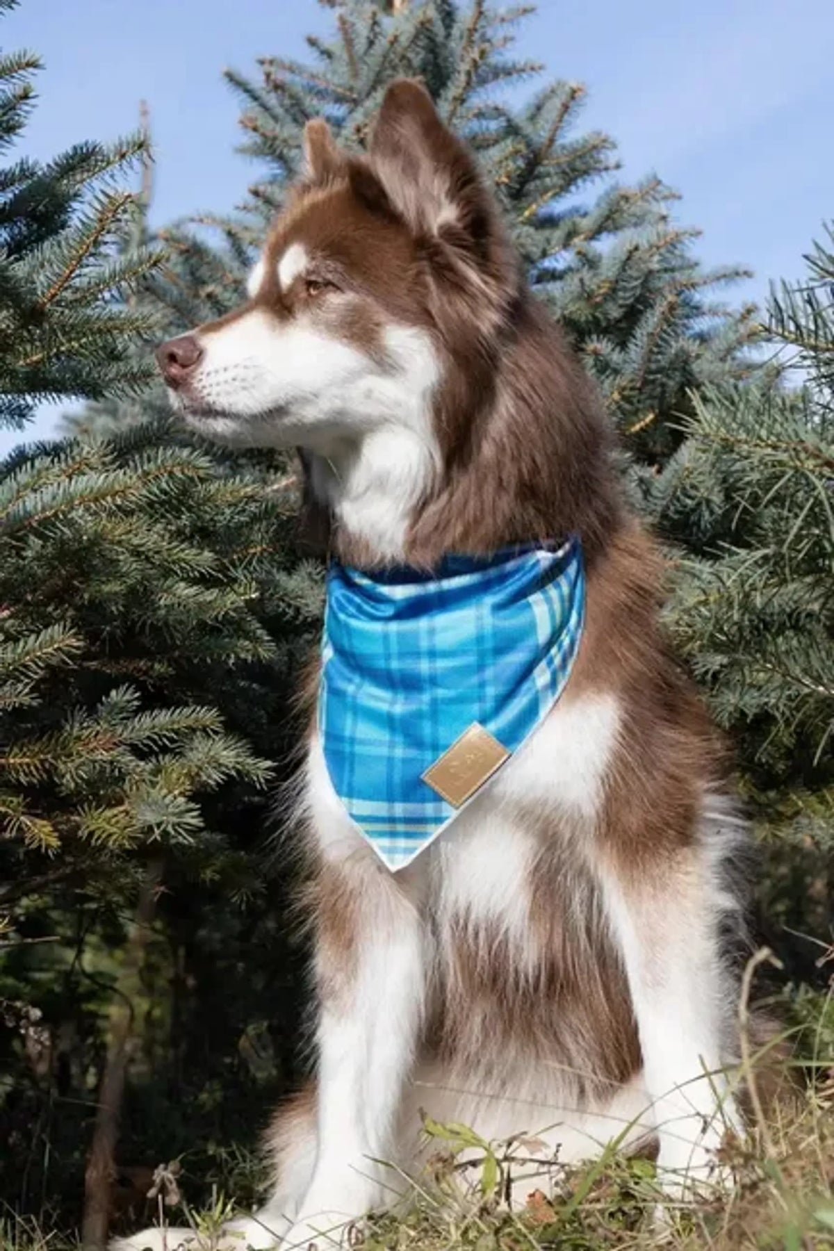 Bandana a Cuadros Azul Pino – Pawtique