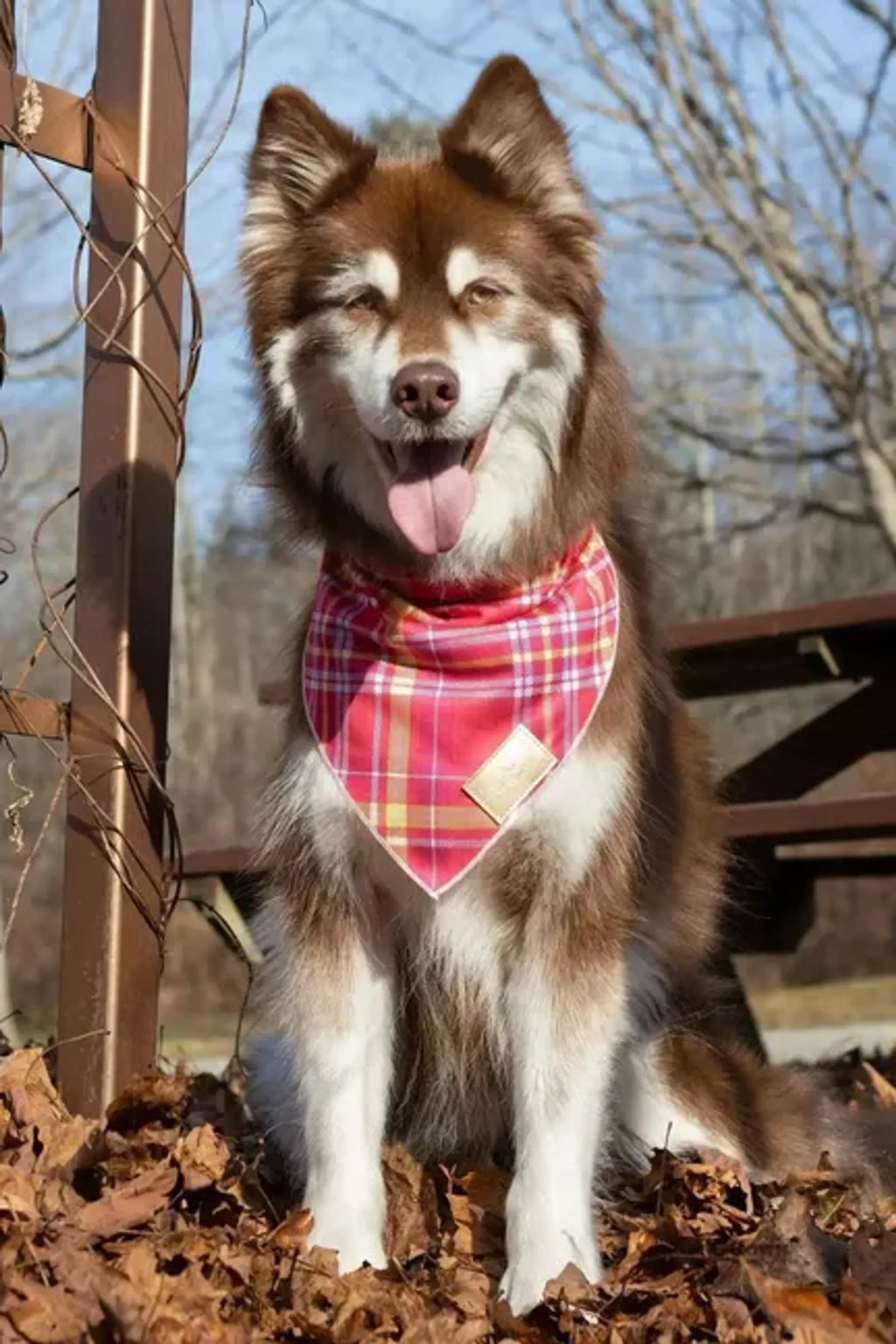 Bandana a Cuadros Vino – Pawtique