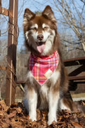 Bandana a Cuadros Vino – Pawtique