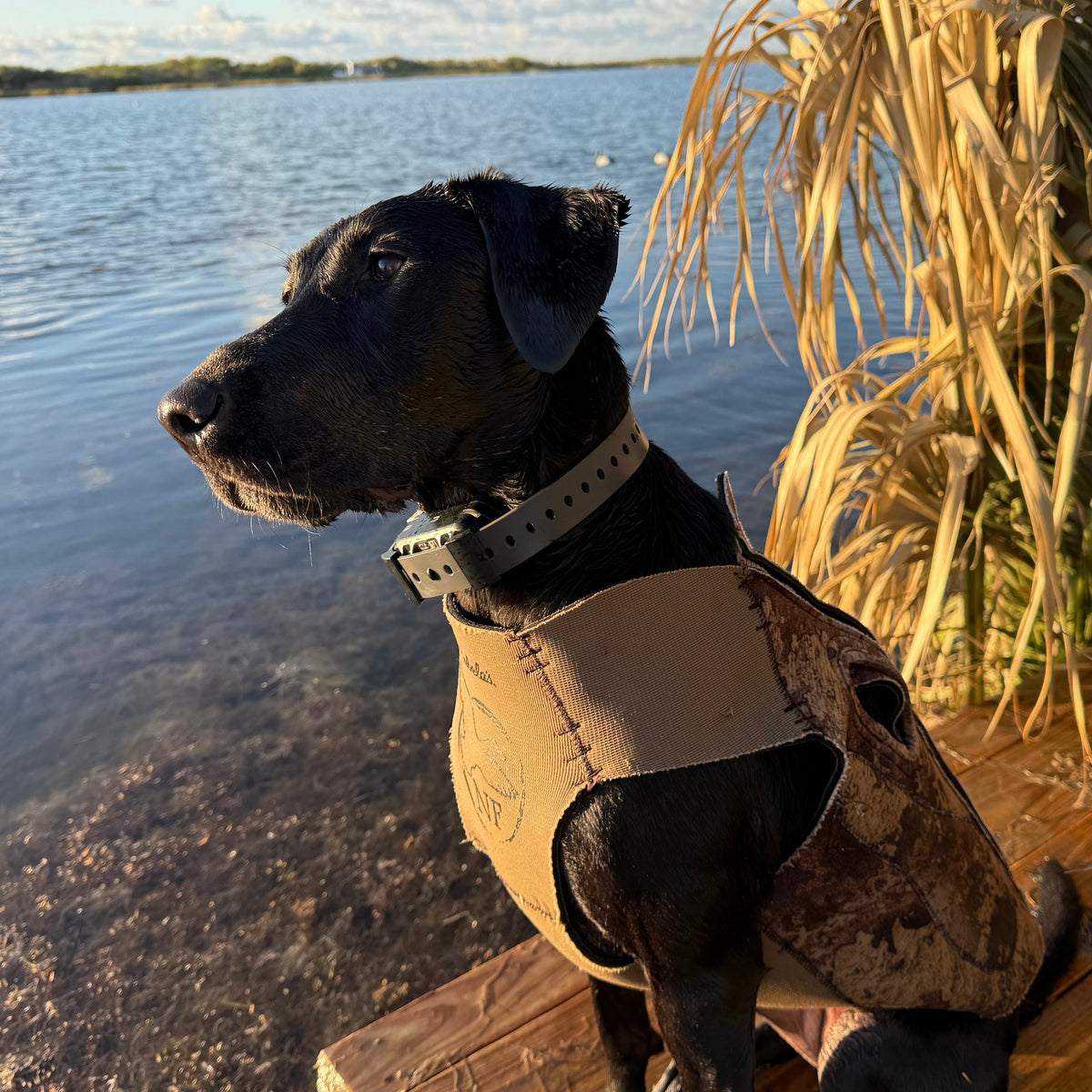 Collar de Entrenamiento Resistente – Hoss Straps