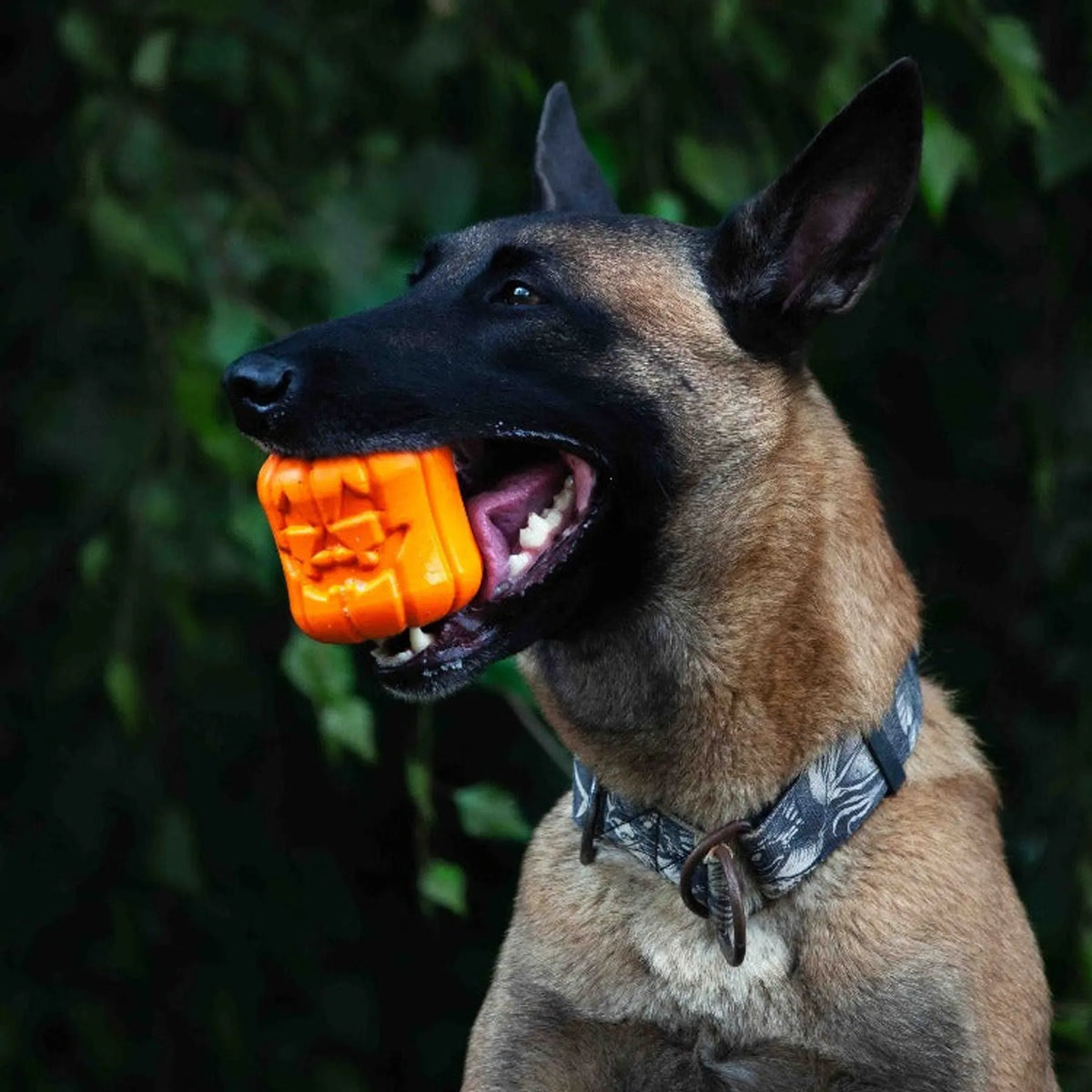 Calabaza Mordedora Dispensadora de Premios