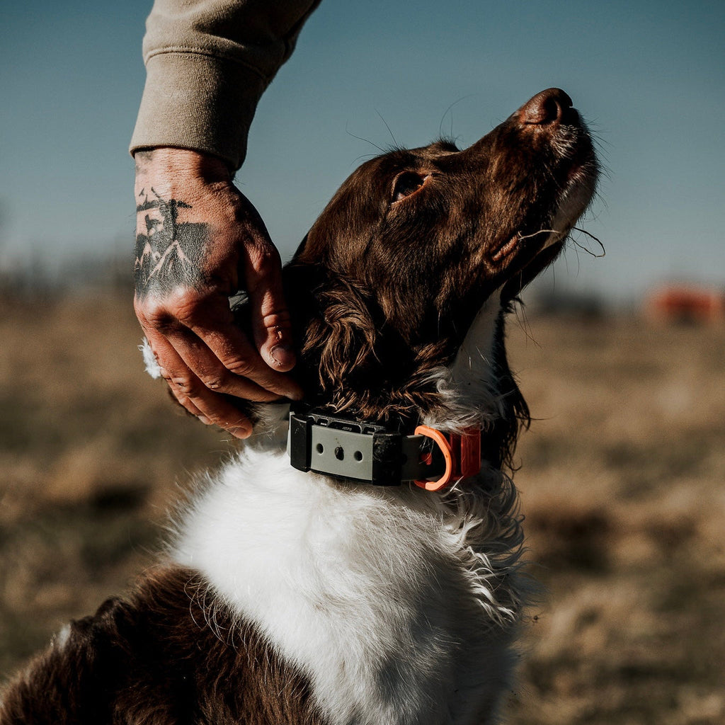 Collar de Entrenamiento Resistente – Hoss Straps