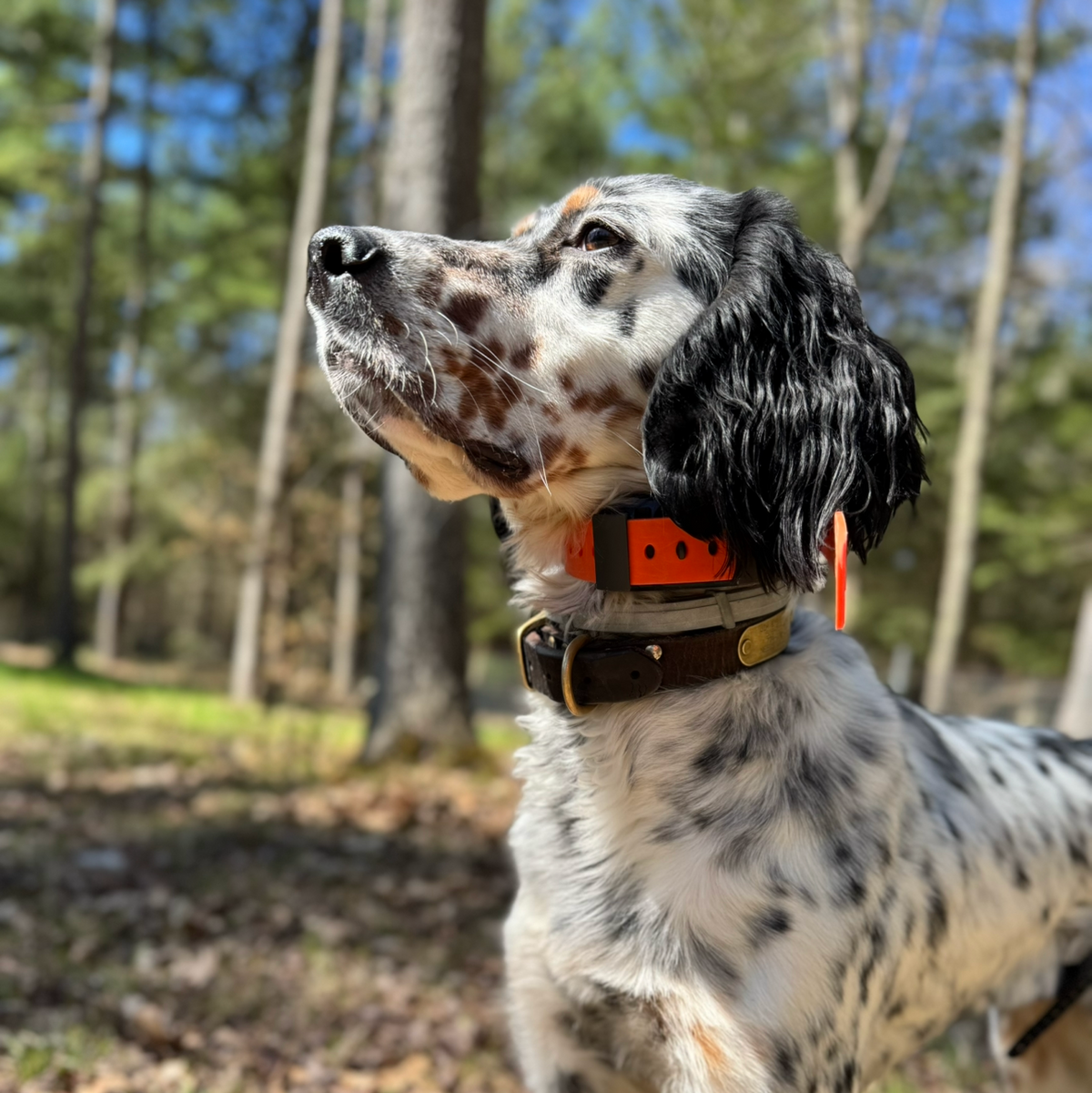 Collar de Entrenamiento Resistente – Hoss Straps