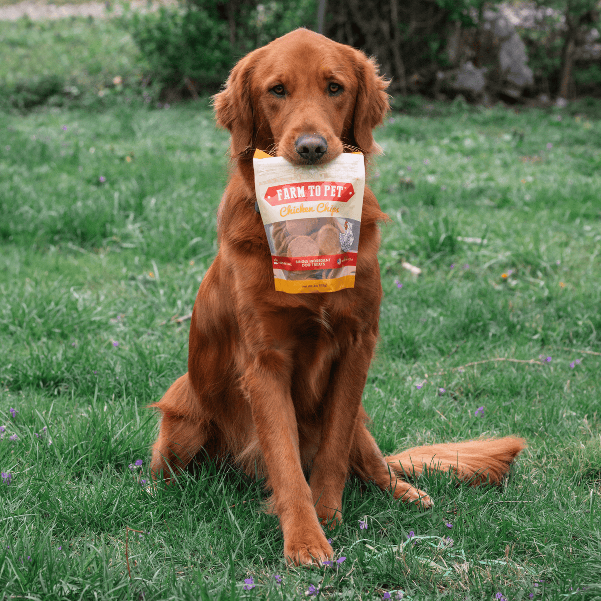 Chips de Pollo 100% Natural para Perros