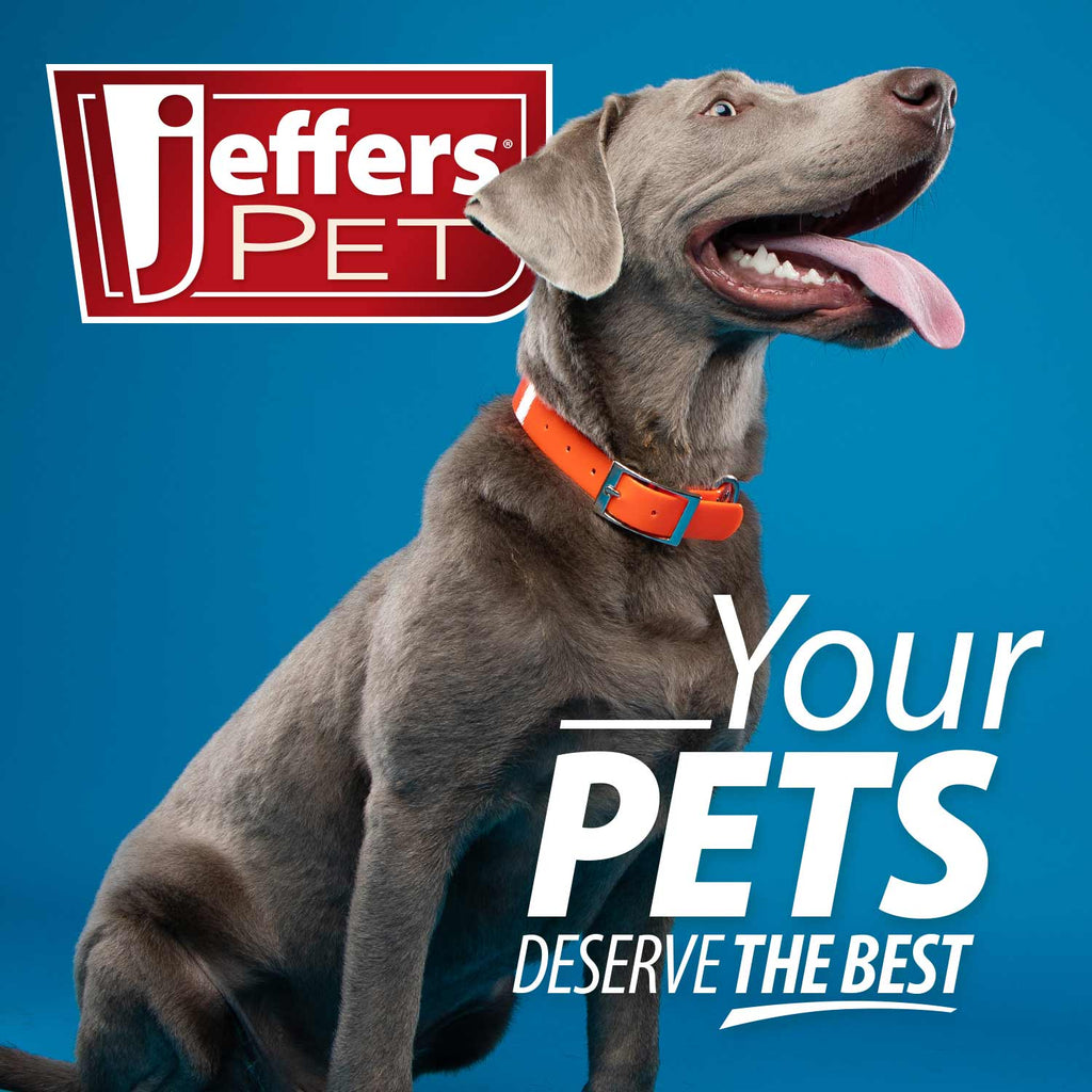 Osito de Peluche con Chillido para Perros – Jeffers