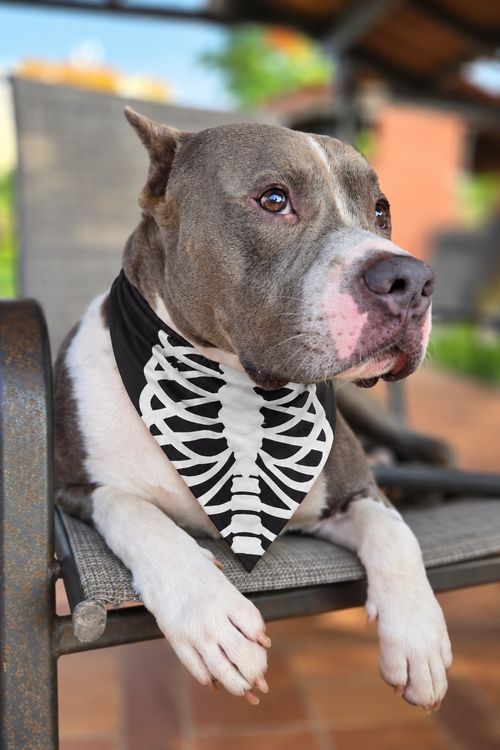 Chakal, modelo de PeludoPop, con la bandana disfraz de esqueleto